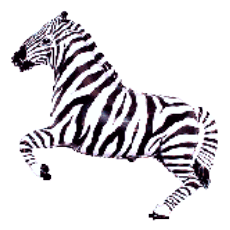 Balón Zebra